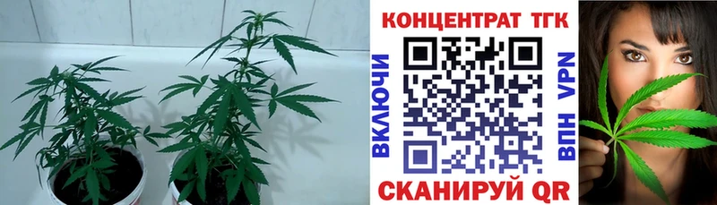 купить закладку  OMG ссылки  ТГК гашишное масло  Приморск 